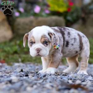 Macie, Beabull Puppy